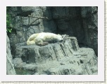 Polar Bear at Central Park Zoo New York 4 * 2592 x 1944 * (1.61MB)